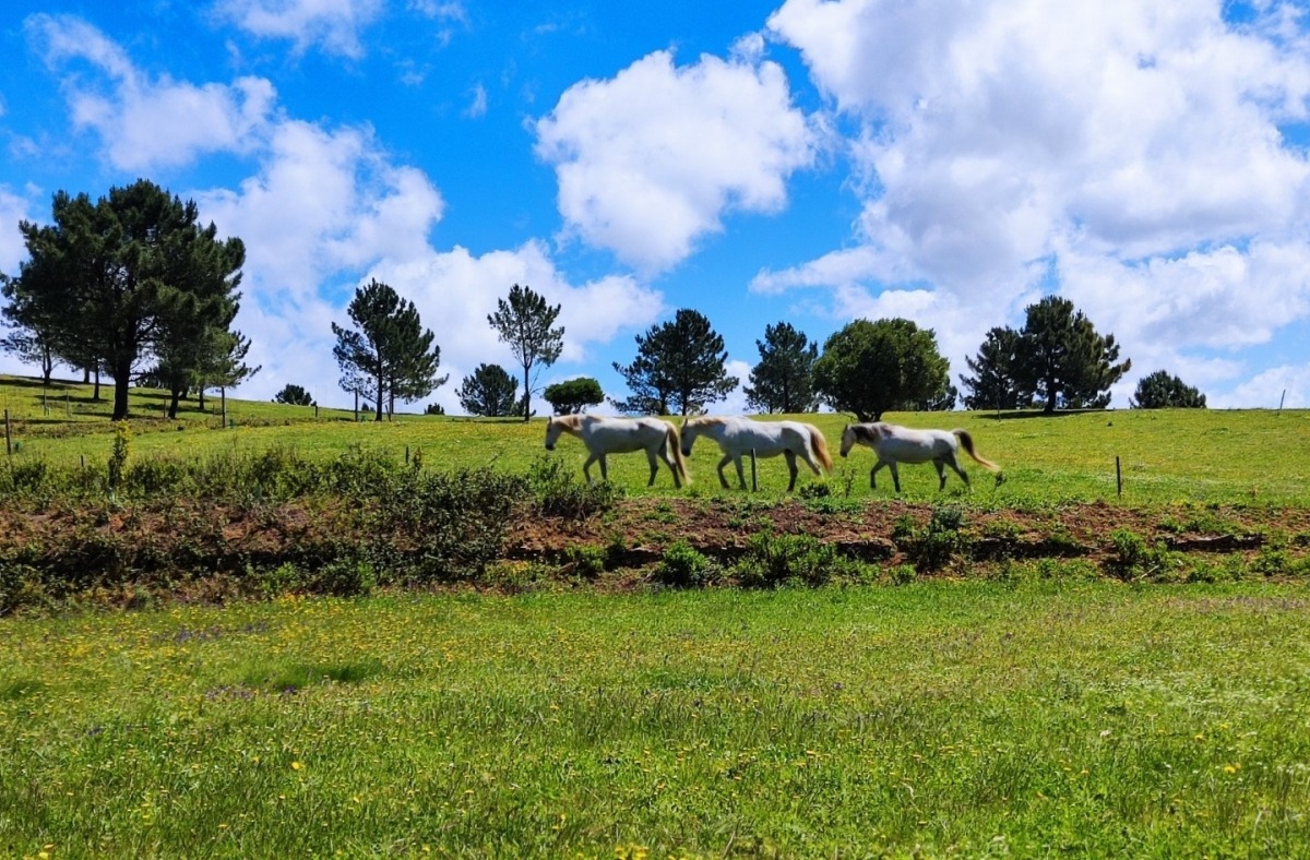IMG_20220428_123407 - CERCIOEIRAS